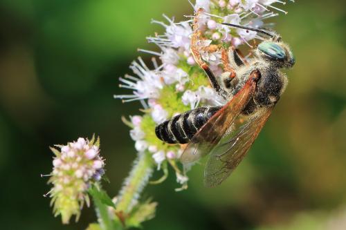 Tachytes etruscus
